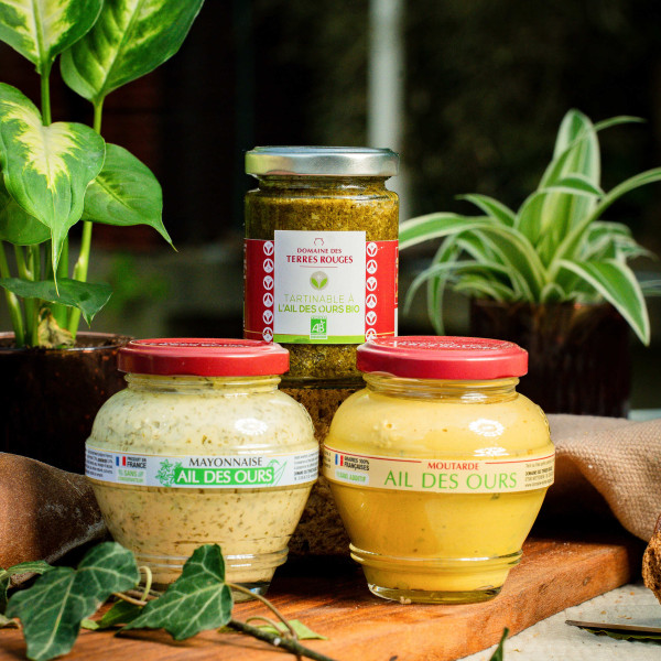 Ail des ours : goût, recettes, bienfaits et condiments d’épicerie fine