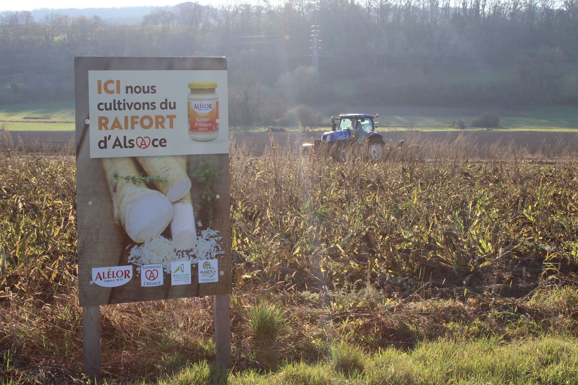 Atelier Al&eacute;lor &mdash; transformation artisanale du raifort d'Alsace