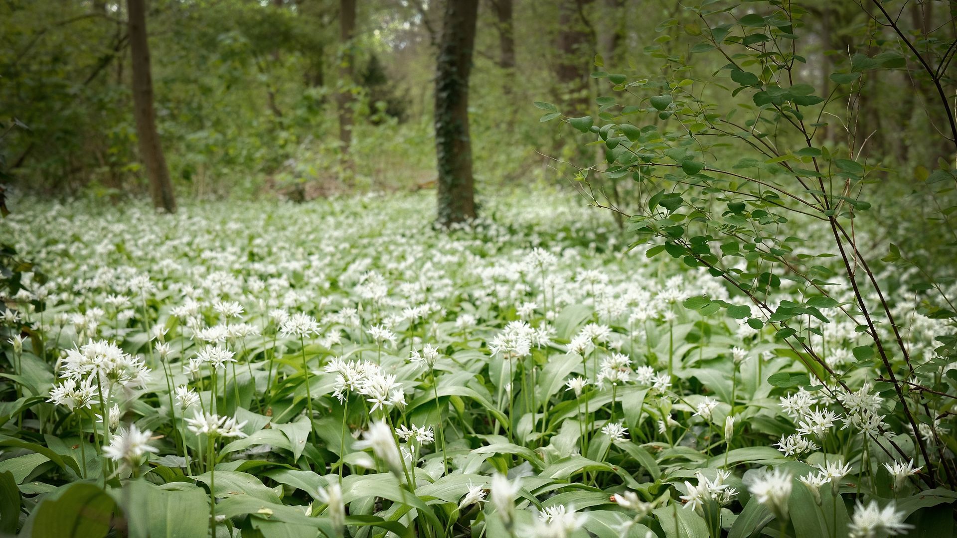 Tapis d'ail des ours en fleurs dans un sous-bois au printemps